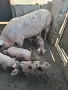 Продавам Прасенца, снимка 2