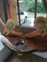 Голям стар дървен иконостас, снимка 2