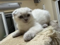 Шотландски късокосмести котенца, снимка 4