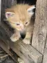 4 малки котенца, снимка 6