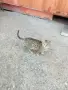 Подарявам котета , снимка 2
