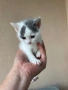 Котенца, снимка 5