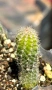 Кактус Chamaecereus Hybrid оранжев , снимка 8