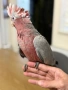 Ръчно хранено Розово Какаду, снимка 8