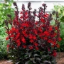 Лобелия Скарлет, Lobelia speciosa Starship Scarlet, студоустойчива и многогодишна, снимка 2