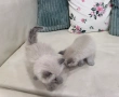 Невска маскарадна котка , снимка 1