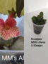 колерия , снимка 16