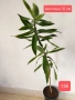 Драцена Dracaena angustifolia!, снимка 2
