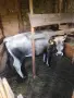 Продавам юница ., снимка 1