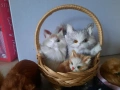 Лот ретро декоративни фигурки на котки и кученца с естествена козина / Винтидж сувенири, снимка 4