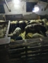 Продавам агнета, снимка 2