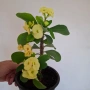 Стайно Цвете Исусов Венец, снимка 3