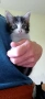 Подарявам коте, снимка 2