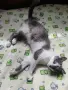 Женска котка от Перник търси дом, снимка 7