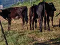 крави и телетаа, снимка 8