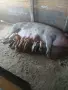 Продават се софия село световрачене, снимка 2