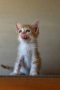 Малки котенца търсят дом, снимка 3