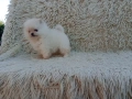 Мъжки Померан. Реални снимки от 06.04.26 г. , снимка 8