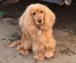 Подарявам куче кокер, снимка 1