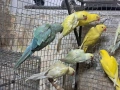 продавам малки александри, снимка 4