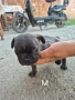 продават се булдочета , снимка 6