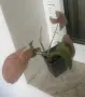 Розов сингониум /неон/, снимка 2