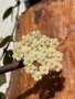 Hoya Хоя Krohniana eskimo, снимка 1