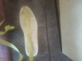 Оригинални кецове CONVERSE. 50EU, снимка 4