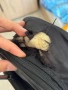 Калъф за V образни китари - Rockbag Deluxe FV, снимка 6