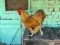 Орпингтон петел , снимка 1