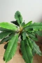 Африканска плюеща палма, Euphorbia leuconeura, 2-год. растение, снимка 2