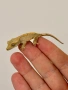 Ресничест гекон (Correlophus Ciliatus), снимка 4