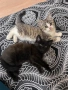 Котенца майка персийка/ангорска , снимка 1