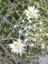 Кактус Mammillaria decipiens, снимка 1