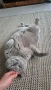 коте за осиновяване, снимка 6