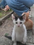 Подарявам котенца, снимка 5