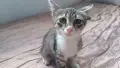 Подарявам добри котета,на добри хора., снимка 7