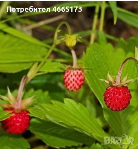 Разсад горска ягода, снимка 2 - Градински цветя и растения - 54568175