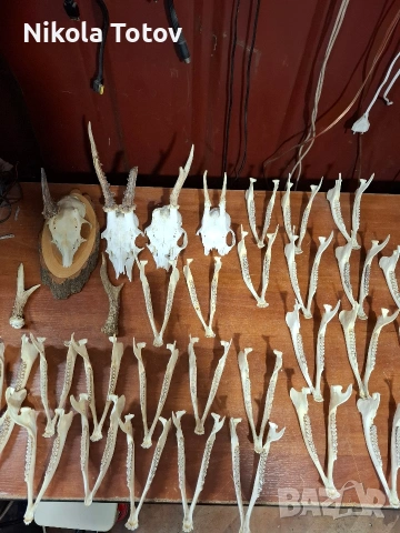 Продават се рога и челюсти , снимка 6 - Антикварни и старинни предмети - 54060194