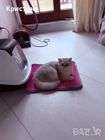 Мъжко коте британско късокосместо, снимка 7 - Британска късокосместа - 55687967