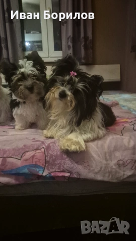 Biewer terrier , снимка 6 - Йоркширски териер - 55030765