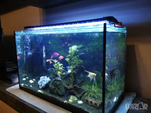Аквариум 60 л, снимка 2 - Аквариуми - 54184581