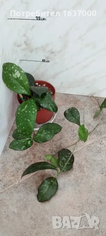 Хоя Crassipetiolata splash 