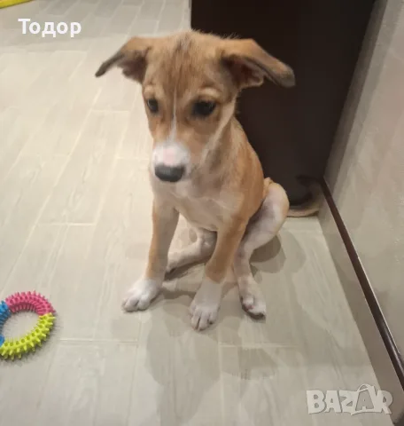 Две кученца търсят дом, снимка 4 - Други - 55427716