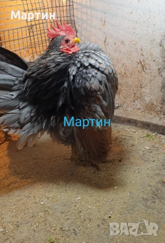 Пиленца и яйца от Малайска Серама , снимка 4 - други­ - 54445306