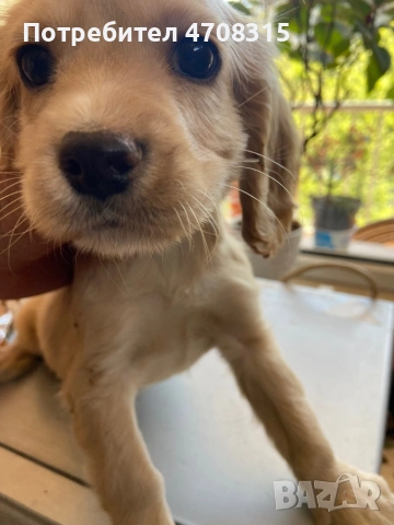 Кокер шпаньол момченце 2 ваксини, снимка 6 - Кокер шпаньол - 54349730