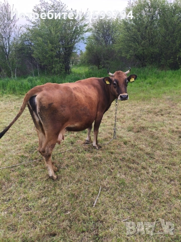 Продавам крава БРГ , снимка 2 - Крави - 54307936
