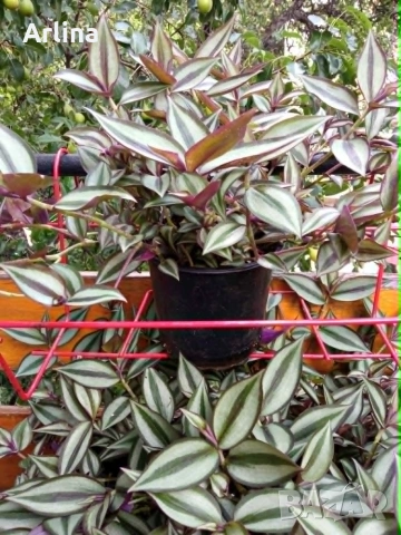 Традесканция (Tradescantia zebrina), снимка 2 - Градински цветя и растения - 55176965