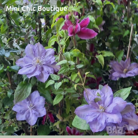 Кралски Клематис  (Clematis ) Микс (Едри цветове) – Готови за засаждане!Пазарджик с доставка до дома, снимка 4 - Градински цветя и растения - 54529026