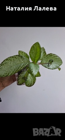 Еписцея, episcia silver sheen, снимка 3 - Стайни растения - 54560135
